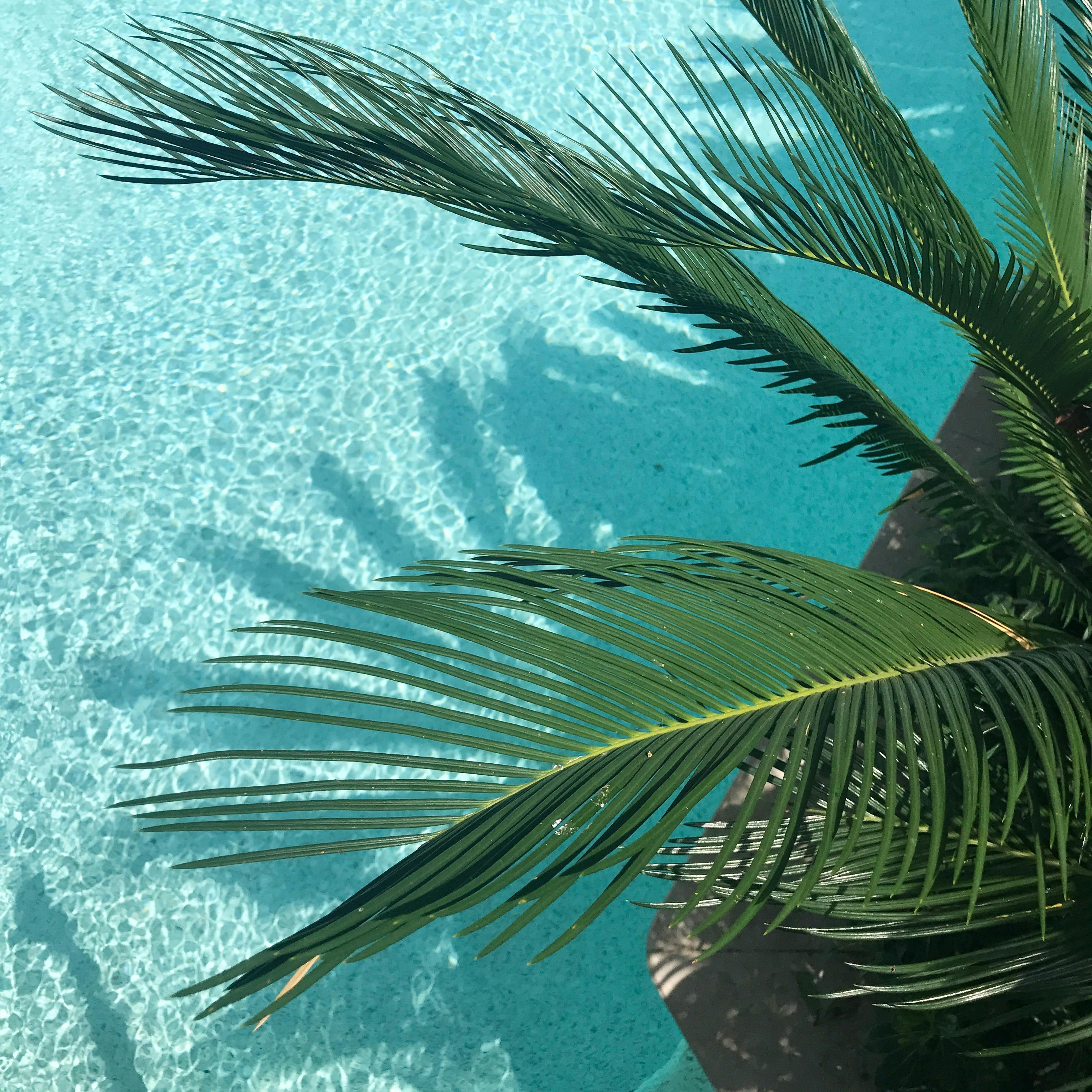 about-image-palm-leaves-on=the-pool